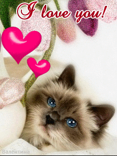 Cute Kitty Kittens Lovegif