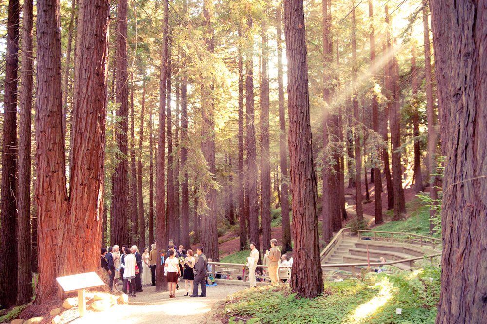 Ryan Kelly Forest Wedding Venue Redwood Forest Wedding Garden Wedding California