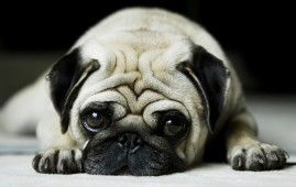 Cute Vodafone Dog Hd Laptop Background Cute Pugs Pugs Dog