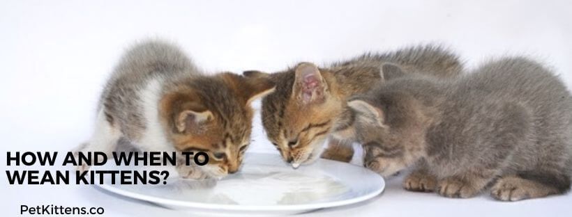 Raw Feeding Your Little Kitten Or Weaning A Litter Of Kittens To Raw Is The Best Start You Can Give Them For A Long And Healthy Weaning Puppies Weaning Puppies