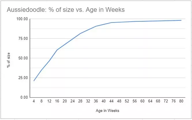 When is an Aussiedoodle Full Grown? (2021) - We Love Doodles Love Doodles, Aussiedoodle, Puppy Owner, New Puppy, Our Love, Growing, Dogs, Pet Dogs, Doggies