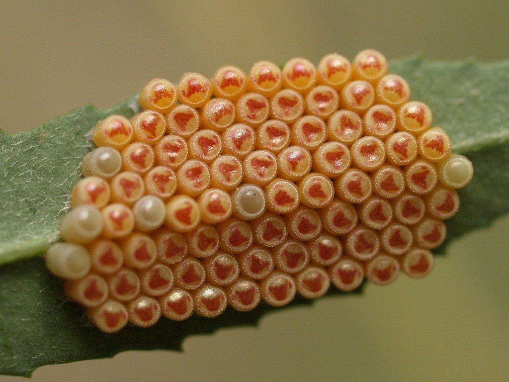 Huevos En Las Hojas De Mis Plantas De Que Son Lombrices Californianas Plantas Huevos De Mariposa