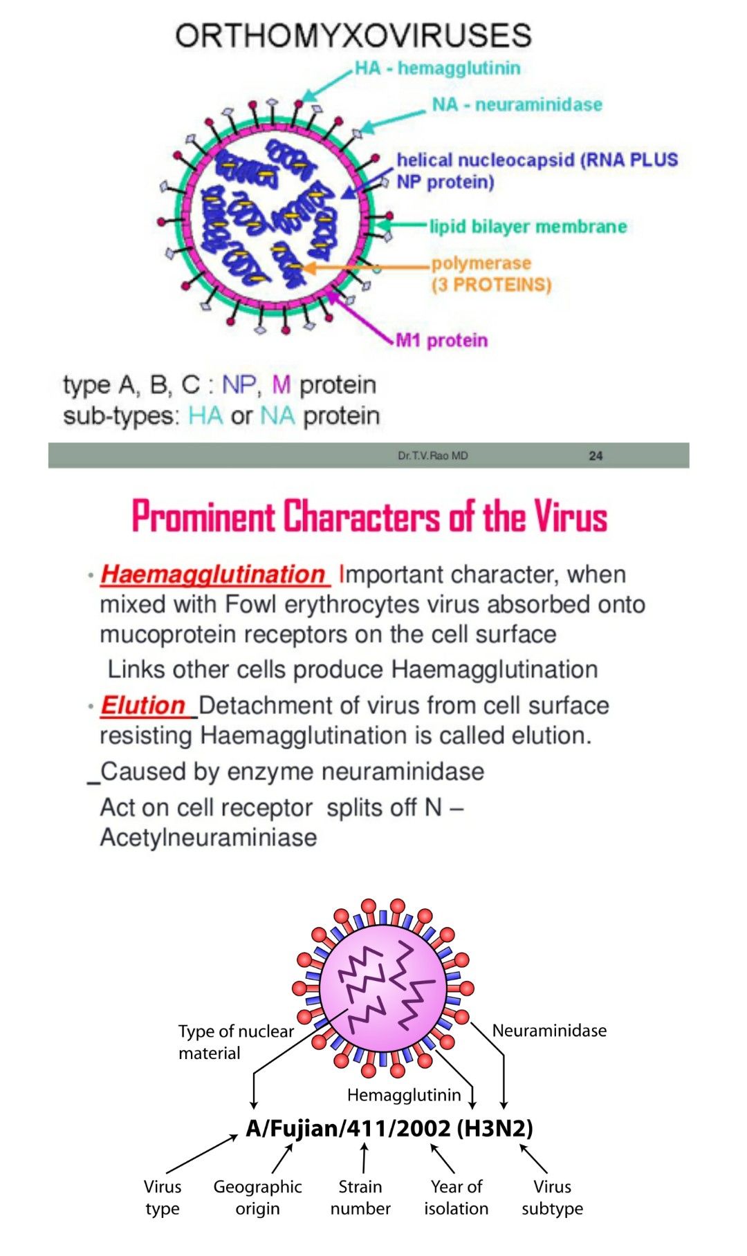 Hemagglutination & Elution in Influenza virus ... #Orthomyxo #Haemagglutinin #Neuroaminidase