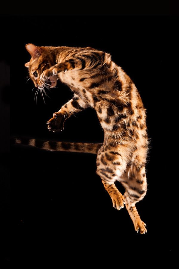 FlyCat | EXPERIMENTAL PHOTOGRAPHY | by Gloria A. Grimm Flying Cat, Experimental Photography, Grimm, Gloria, Breathtaking, Dog Cat, Cats, Work, Inspiration