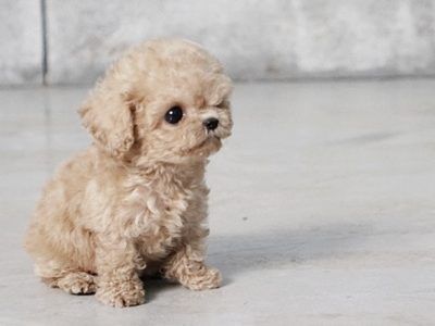 Purchase posh designer dogs! Teacup Puppies for Sale - MICROTEACUPS #cuteteacuppuppies