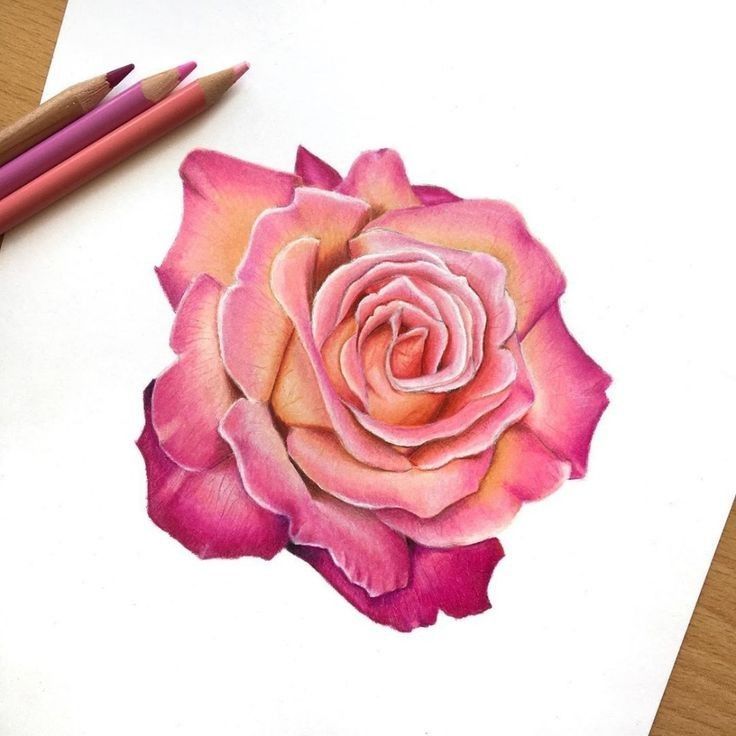 Pencil Colour Drawing Flower, Realistic Flower Drawing, Color Pencil Sketch, Flower Drawing Design, Floral Drawing, Realistic Drawings, Flower Pencil Drawings, Colored Pencil Artwork Ideas, Cool Rose Drawings