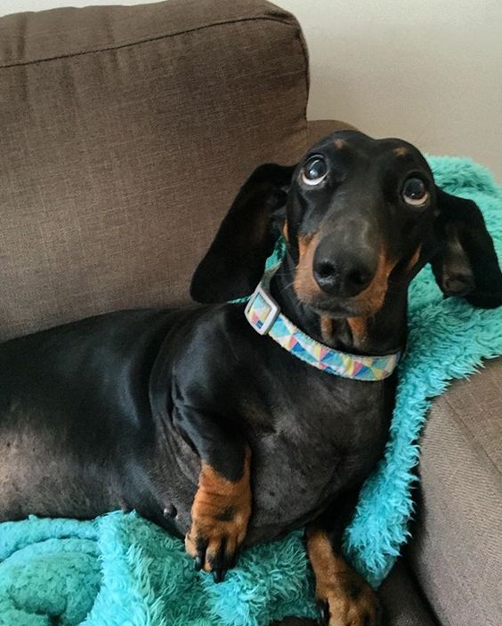 Funny Dachshund Dogs Funny Dachshund Funny Dachshunds Funny Dogs