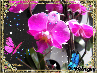 Orchidee Violett Orchidee Creations Orchidee Violett Orchidee Creations