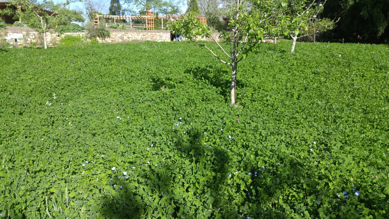 Download Clover field instead of grass lawn | Clover field, Lawn ...