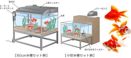 体の名前と尾びれの種類 金魚 観賞魚 魚 体の名前と尾びれの種類 金魚 観賞魚 魚