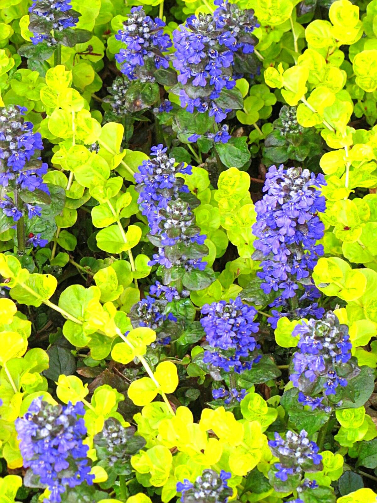 Shade Garden Ideas おしゃれまとめの人気アイデア Pinterest Lisa Bishop Elhardt アジュガ 庭 づくり 植物 Shade Garden Ideas おしゃれまとめの人気アイデア Pinterest Lisa Bishop Elhardt アジュガ 庭 づくり 植物