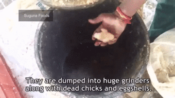 it s on the indian government to stop baby chicks from being