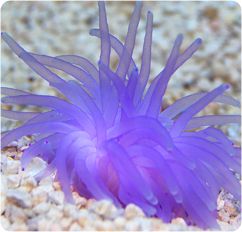 condy anemone purple atlantic