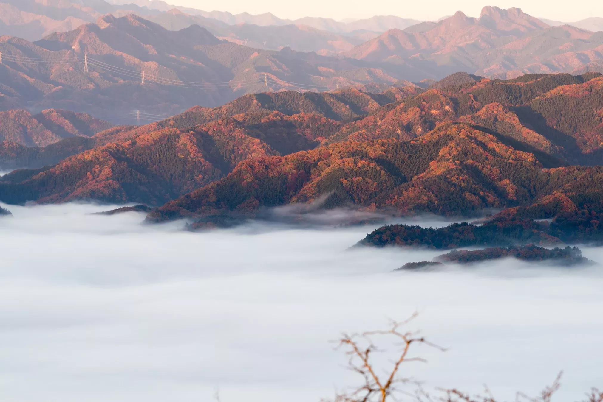 写真: 雲海と紅葉 朝日が秩父の山々を照らすと見事な紅葉が浮かび上がりました。 暗いうちに移動してたから全然気づかなかった。(○ ̄▽ ̄○;)ゞ お昼頃に退散したけど、秩父方面のR140は関越道花園ICから大渋滞。。。この時期は早朝着じゃないと危ないよねぇ。 #NikonD810 #秩父 #雲海 #美の山公園 #紅葉2016