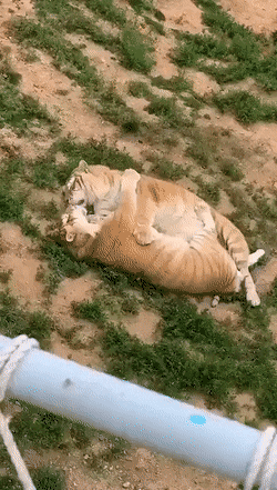 Cuddle Animated Gifs | Photobucket Cuddle Animated Gifs | Photobucket