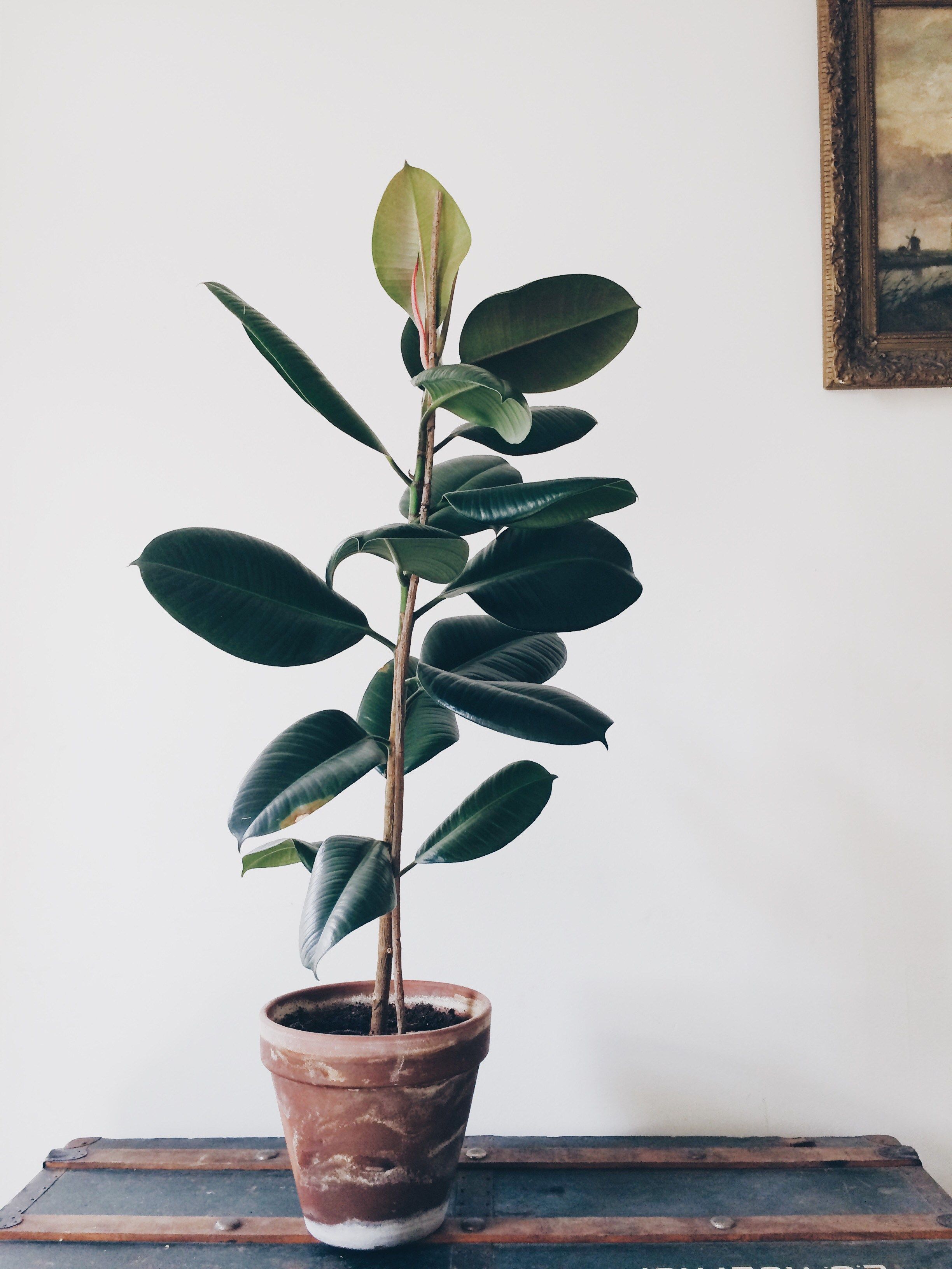 Ficus Elastica, Also Known As Rubberplant Or Rubbertree Big Gardenhouseplantsindoor Ficus Elastica, Also Known As Rubberplant Or Rubbertree Big Gardenhouseplantsindoor