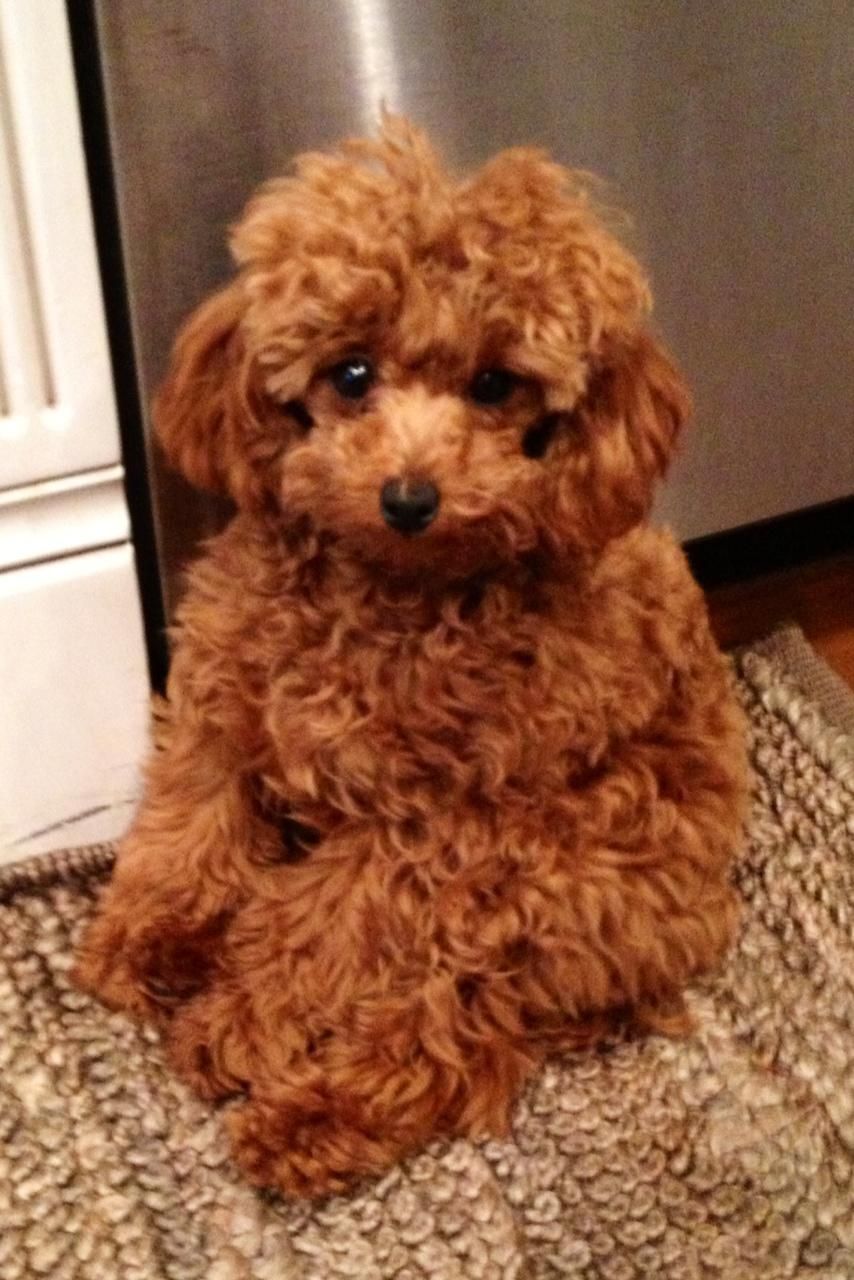 mini red toy poodle