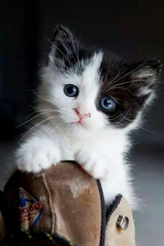 Epingle Sur Chats