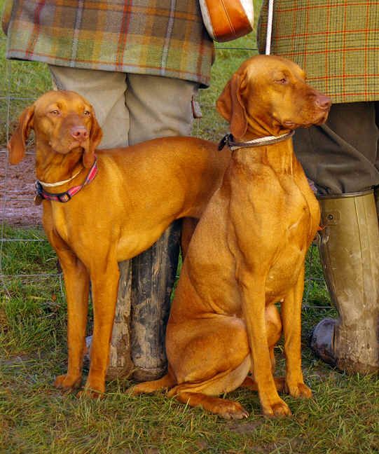 Vizsla Dogs Vizsla Dogs Vizsla Dogs