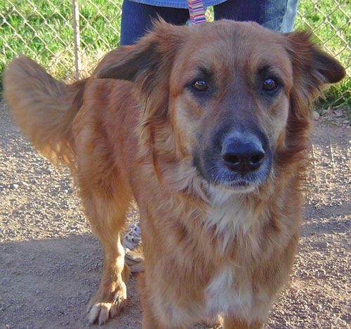 Adopt Rocky On Help Dogs Animals Adoption