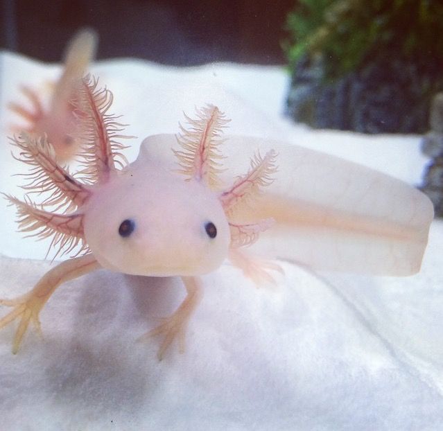 Pin By Jacqueline On W W Axolotl Cute Reptiles Axolotl Cute Pin By Jacqueline On W W Axolotl Cute Reptiles Axolotl Cute