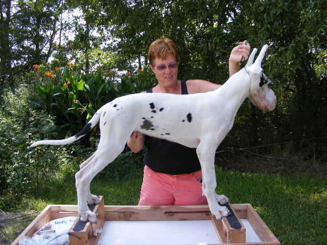 Harlequin Great Dane Sonny Great Danes Harlequin Great Danes