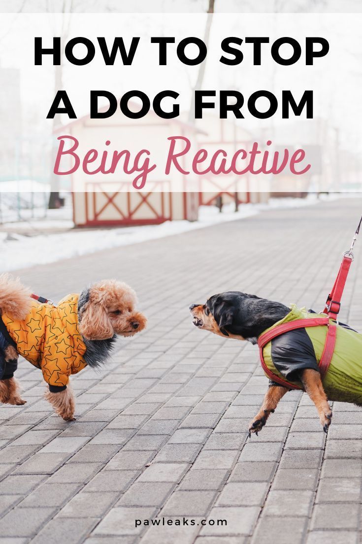 Dogs are being called “reactive” when they lunge, bark, snap or growl at people or other animals. Reactivity in dogs should not be confused with aggression. The difference here is that these dogs are hypersensitive towards their environment and overreact to certain triggers. The behavior may look like aggression but it’s not. Reactive dogs are mostly driven by fear and feel trapped on a leash. In this post, you will learn how to stop your dog's reactivity with these steps. #dogs #reactive Dog Behavior Training, Dog Training Advice, Best Dog Training, Dog Training Obedience, Dog Obedience, Puppy Training, Brain Training, Training Treats, Training Videos