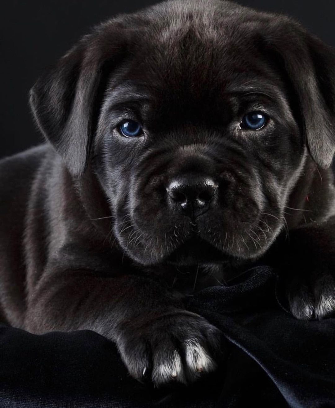 Cane Corso, Zoo, Labrador Retriever, Instagram Photo, Picture, Animals, Marietta, How To Draw, Labrador Retrievers