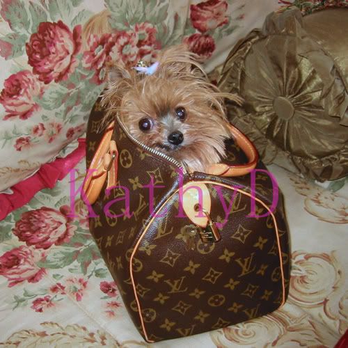 GRAPHICS & MORE Yorkie Yorkshire Terrier Puppy Dog in Briefcase Trunk Suitcase Antiqued Bracelet Pendant Zipper Pull Charm with Lobster Clasp GRAPHICS & MORE Yorkie Yorkshire Terrier Puppy Dog in Briefcase Trunk Suitcase Antiqued Bracelet Pendant Zipper Pull Charm with Lobster Clasp