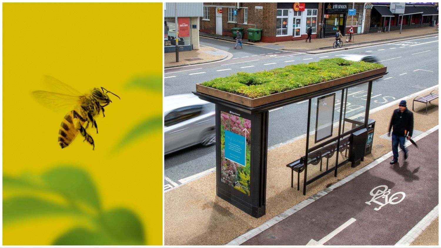 Bee Friendly Bus Stops Are The Latest Innovation To Save Our Pollinator bee-friendly-bus-stops-are-the-latest-innovation-to-save-our-pollinator
