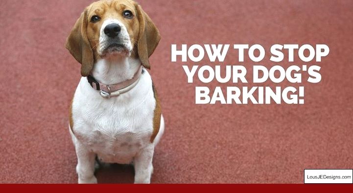 How To Train A Dog Not To Jump On U And Pics Of Best Way To Train