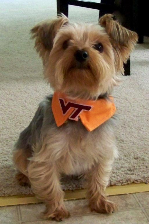 This Yorkie Named Lincoln Is Always Ready For The Next Virginia