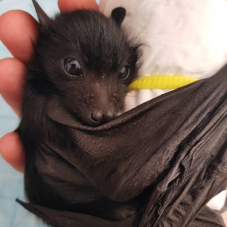 20 Tierbabys, die Niedlichkeit beweisen, sind eine echte Supermacht #wildanimals