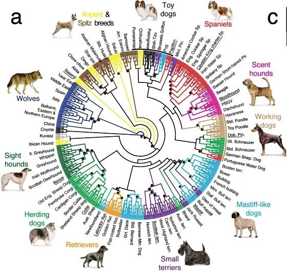 Home Quora Dog Breeds Dog Breeds Chart Best Dog Breeds