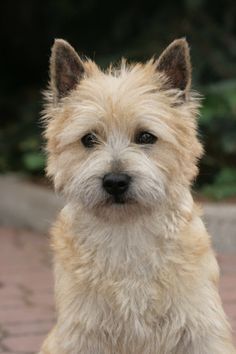 Cairn Terrier Precious Dog Cairn Terrier Puppies Dog Breeds