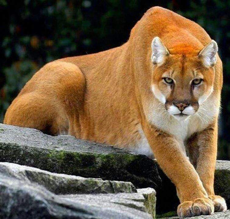 formidable cougar mountain lion with an intense gaze duże koty