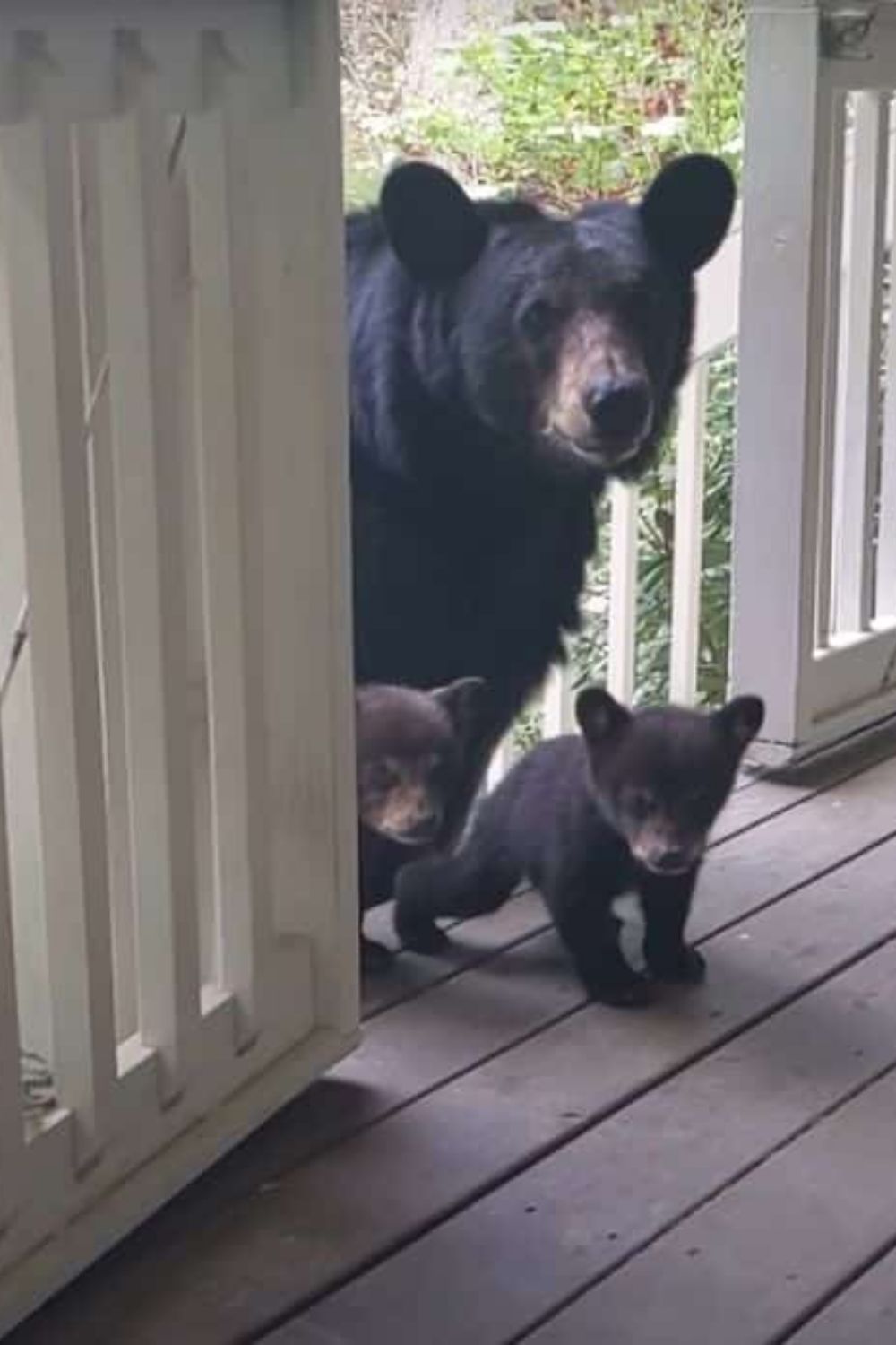 Friendly Mama Bear with Adorable Cubs Visits a Man on His Porch in North Carolina