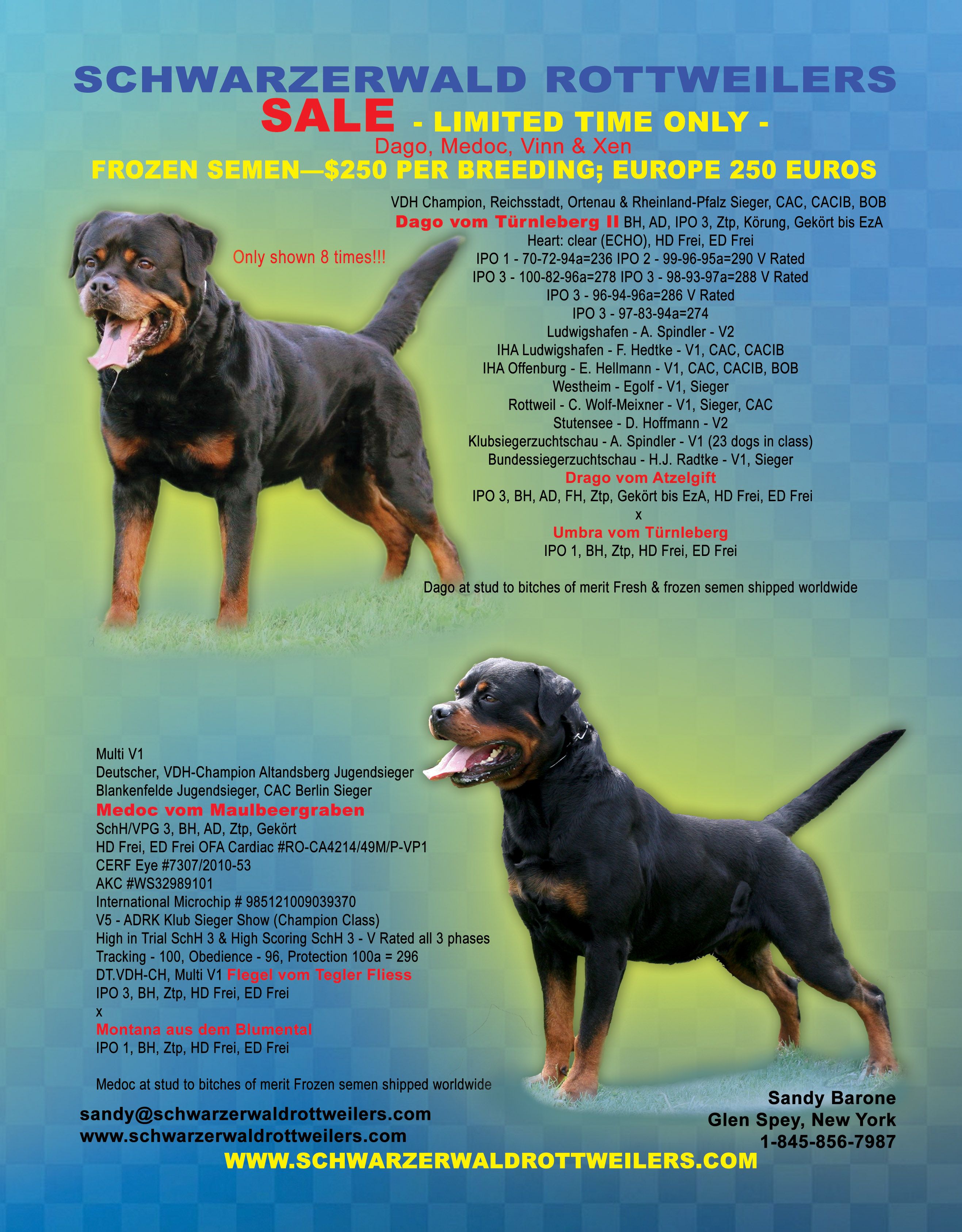 Schwarzerwald Rottweilers Sandy Barone Glen Spey New York 917 681