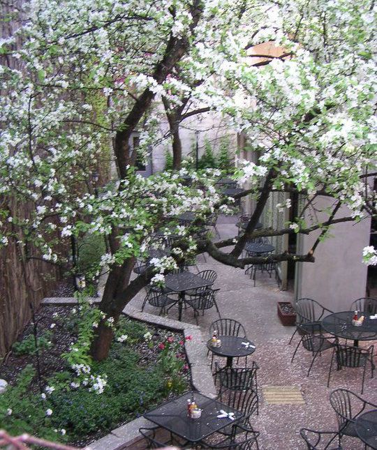 The Patio At Great Dane Pub Downtown Great Dane Dane Plants