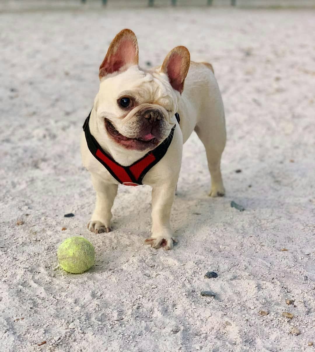 Faut Il Promener Son Bouledogue Francais Bouledogue Francais