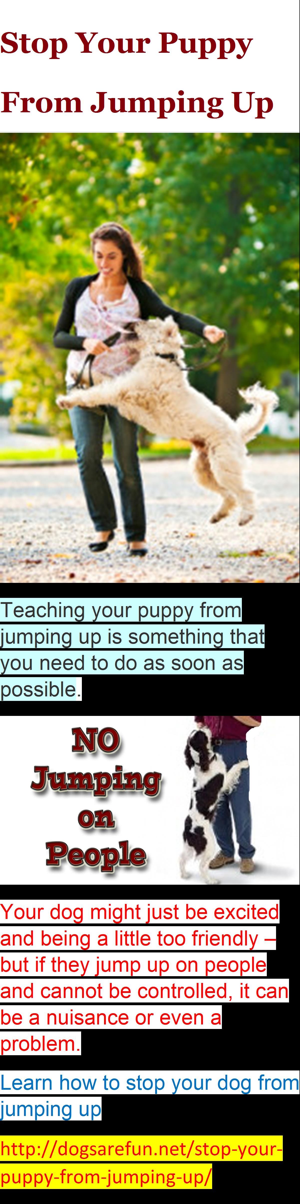 Stop Your Puppy From Jumping Up Dog Training Shared By