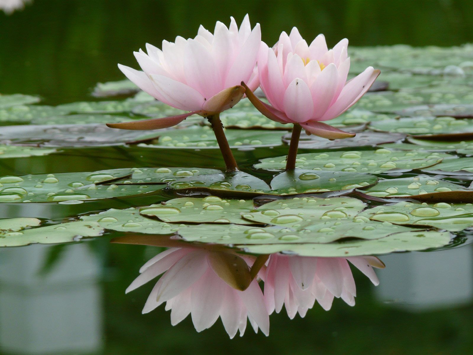 Dmzpgsp Jpg 1 600 200 Pixels Laptop Backgrounds Pinterest I Love Water Lilies Am In With The Way They Float So Beautiful Are A Symbol Of Beauty Tranquility