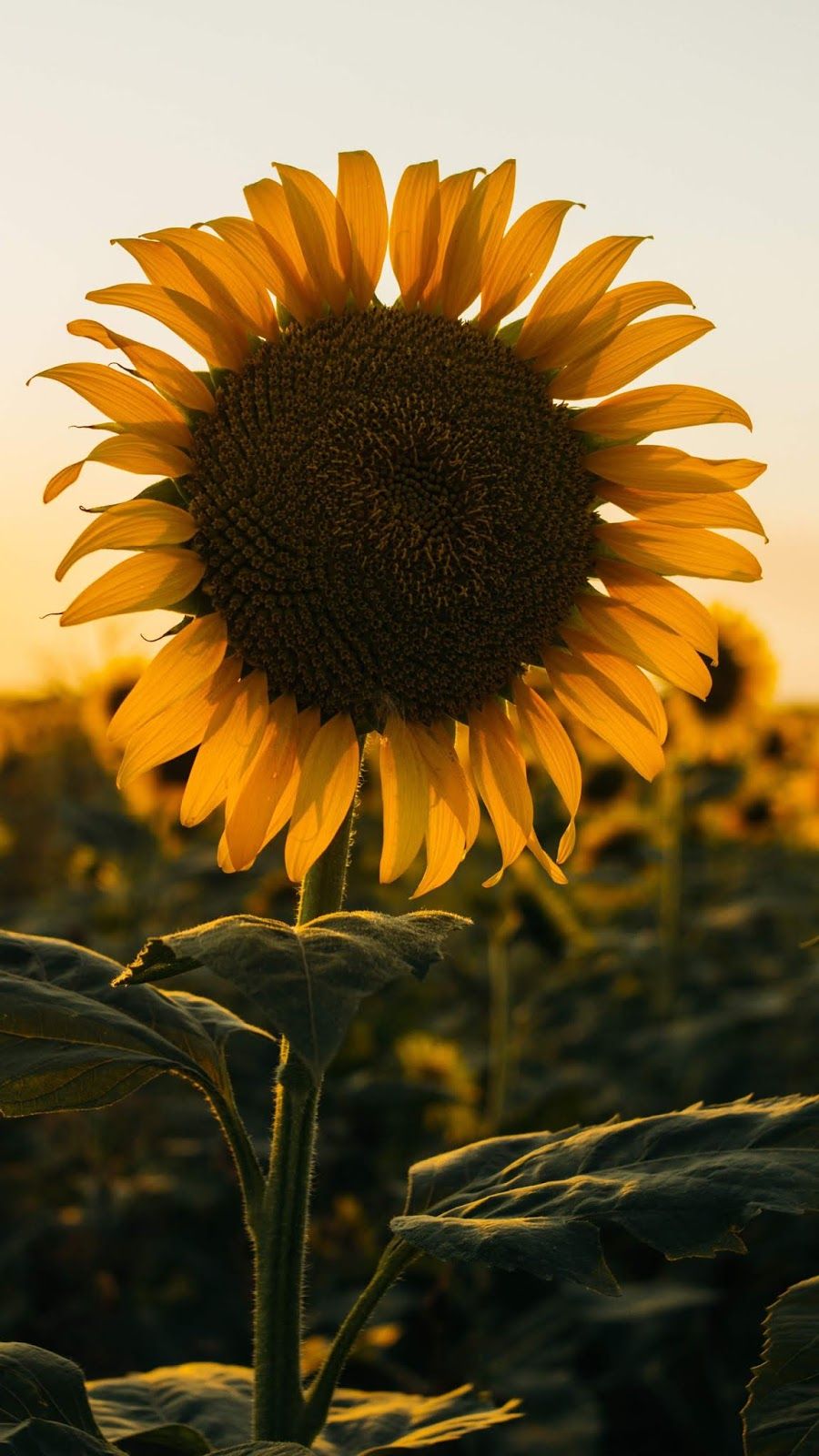 Sunflower Sunset Iphone Wallpaper Sunflower in the sunset android wallpaper #wallpaper #iphone #android #