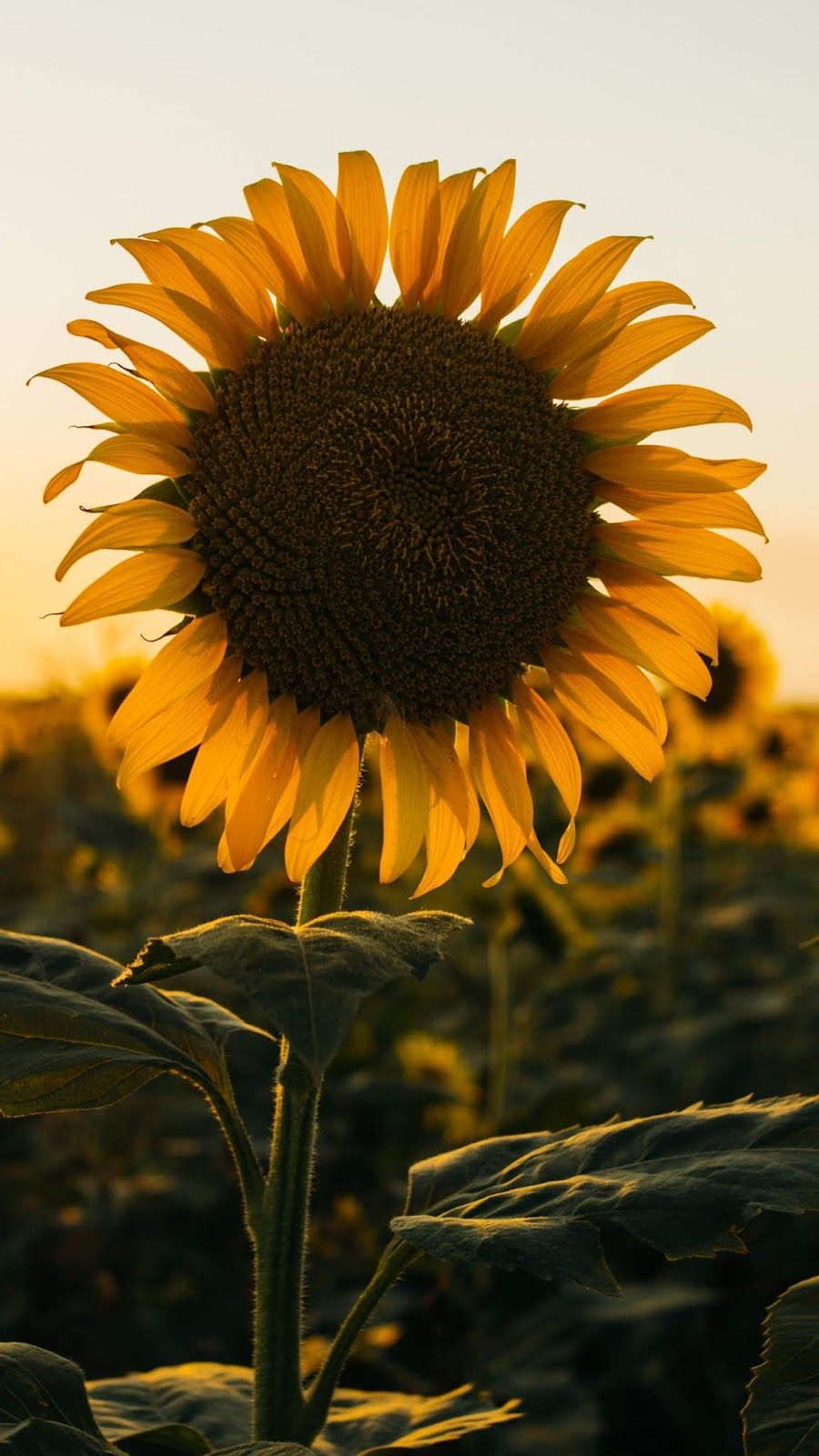 Sunflower In The Sunset Android Wallpaper Wallpaper Iphone Android Background Followme Android Wallpaper Sunflower Wallpaper Backgrounds Phone Wallpapers