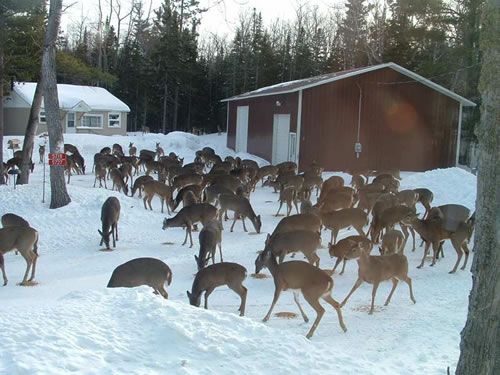 Feeding The Deer For Winter In Wisconsin Eagle River Wisconsin