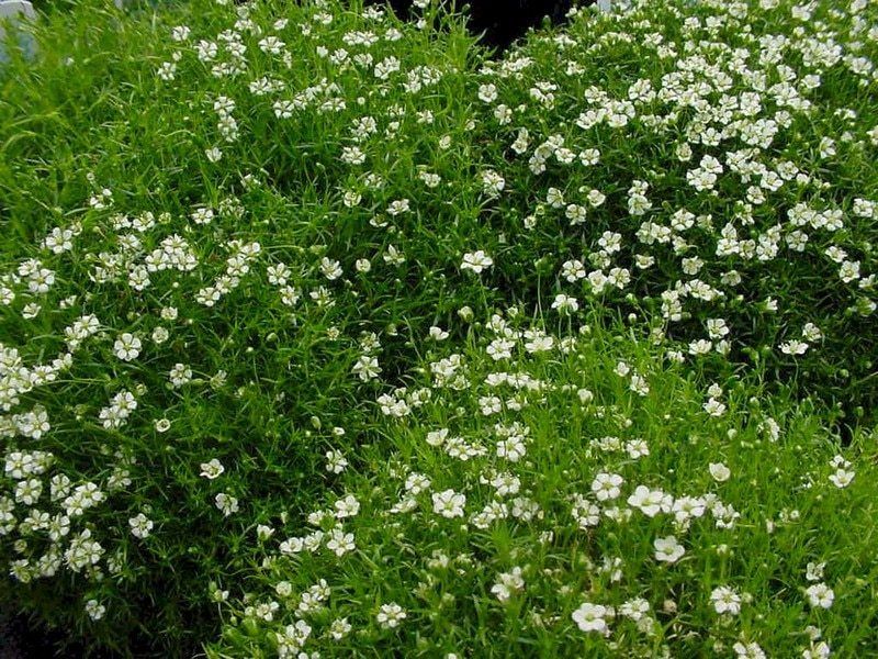 Irish moss plant