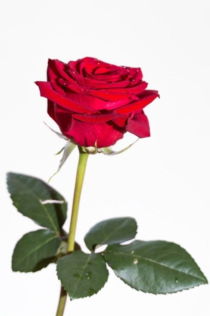 images Aesthetic Red Roses White Background red rose on white background planting roses plants planting flowers