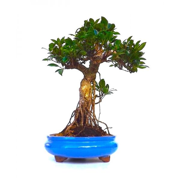 vente de bonsai ficus retusa 50 cm fr140103 sankaly vente de bonsai ficus retusa 50 cm fr140103 sankaly