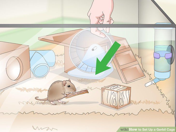 How to Set Up a Gerbil Cage: 15 Steps (with Pictures) - wikiHow Rodents, Hamsters, Gerbil Cages, Wire Wheel, Veterinary Medicine, Nesting Boxes, Chew Toy, Recycled Paper, Wooden Boxes