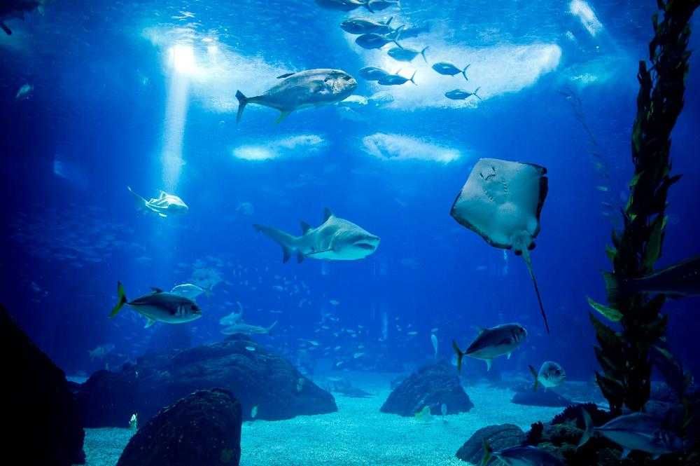 oceanaria de lisboa the place is supposed to be good i haven t been myself but anything with giant aquariums has to be cool aquarium sea creatures fish pet